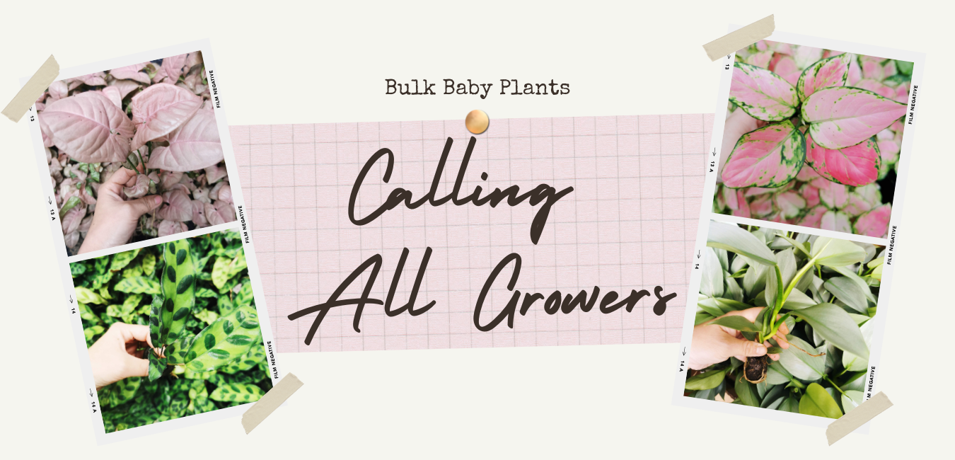 Bulk Baby Plants